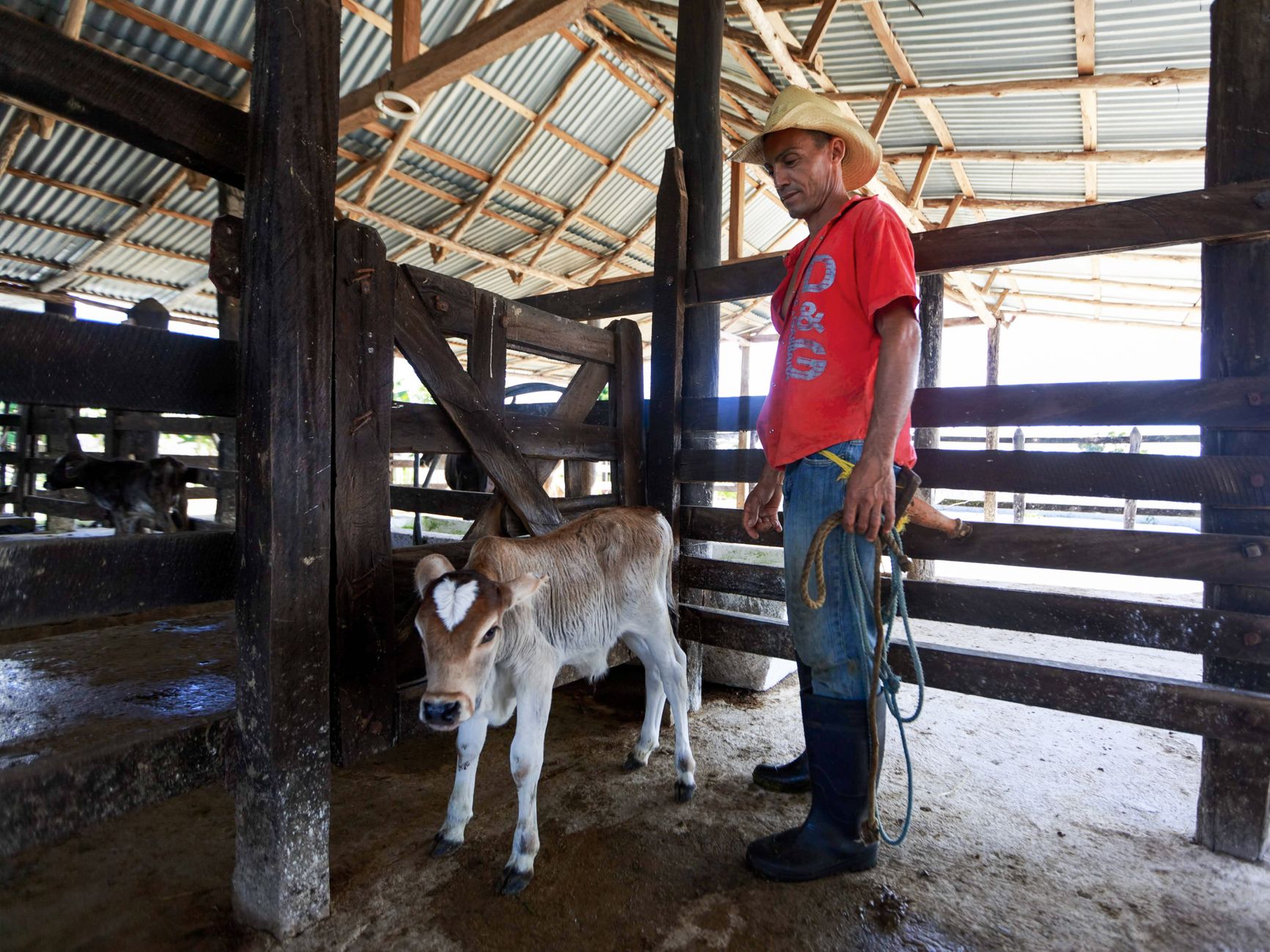 Trump Ranchers Face Tough Choices: The Real Impact of Beef Imports